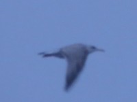 lar sp 2015-01-25.jpg