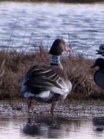 A07 KROKŲ LANKA.jpg