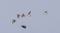 IMG_6459.jpg