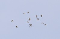 IMG_6453.jpg