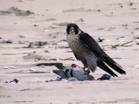 falcon per.jpg