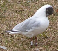 2015-03-25 Baltas T55L Kalnieciu tvenkinys.jpg