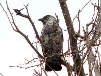 IMG_0406.JPG