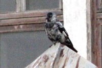 IMG_0411.JPG