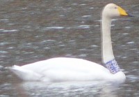 2015-03-29 2H58 Mėlynas Giesmininkė Nevėžio sl.jpg