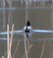 2015-03-30 Didzioji antis++.jpg