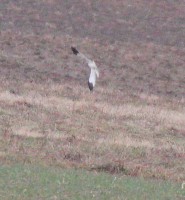 IMG_1453.jpg