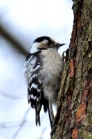 DSC_1528.jpg
