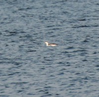 IMG_2145.jpg