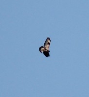 IMG_1487a.jpg