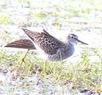 IMG_2842sumaz.jpg