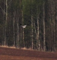 IMG_2929.jpg