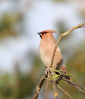 IMG_3271sumaz2.jpg