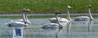 2015-05-23-4 6E71 Mėlynas Giesmininkė Elmio ez, Anyksvciu r.jpg