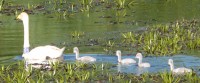 15-06-08 2H58 Mėlynas Giesmininkė+4juv Giraitės sodai.jpg