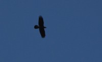 DSC_0514.JPG