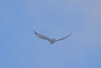 DSC_1219.JPG
