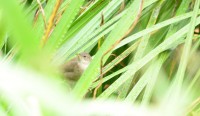 DSC_0529.JPG