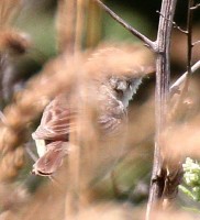 IMG_6112a.jpg