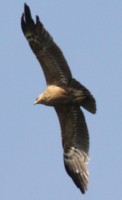 parastasis suopis.jpg