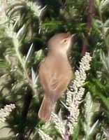 IMG_6195.JPG