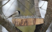 DSC_0894.JPG