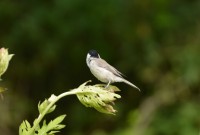 DSC_1285.JPG