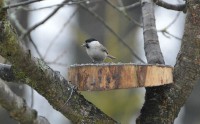 DSC_2266.JPG