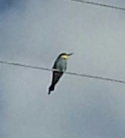 20150531_183804-2.jpg