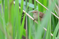DSC_0145.jpg