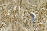 DSC_2133.jpg