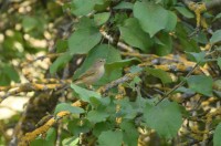 DSC_1207.jpg