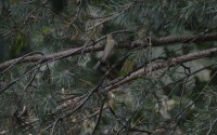 DSC_0267.JPG