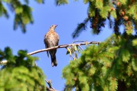 DSC_3135.jpg