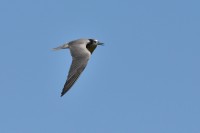 DSC_6693.jpg