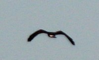 IMG_9149a.jpg
