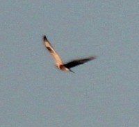 IMG_9153a.jpg