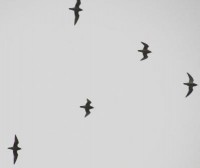 IMG_1279.JPG
