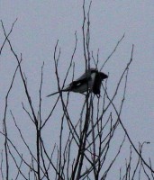 IMG_0203.jpg