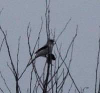 IMG_0204.jpg