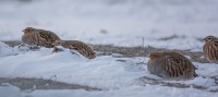 _AAA4086-2.jpg