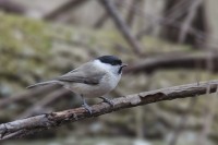 DSC_4237.jpg