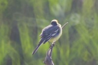 IMG_5959.JPG