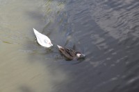 Foto 2011.9 004.jpg