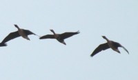 IMG_3519.JPG