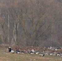 IMG_4218.jpg