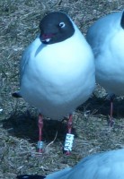 A314_baltas 2016-03-23.JPG