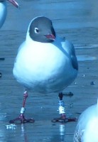 A903_baltas 2016-03-23.JPG