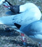W43_baltas 2016-03-23 Rudagalvis.jpg