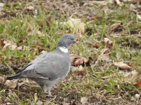 IMG_4230.JPG